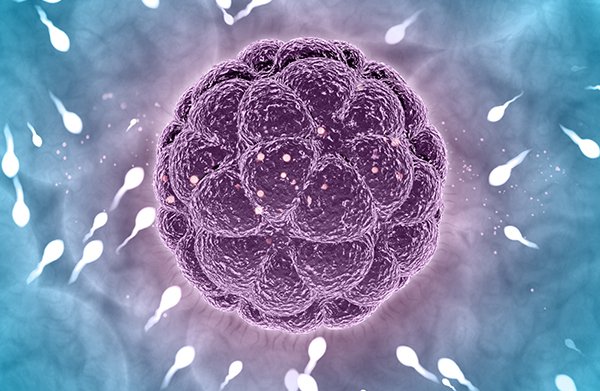 Fertilisation in vitro avec séjour